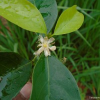 Cassipourea ceylanica (Gardner) Alston